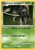 loup-bouvier