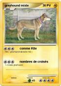 greyhound mixte