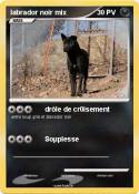 labrador noir