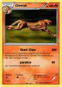 Cheetah
