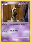 mastiff