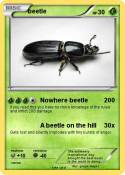 beetle