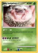 baby hedgehog