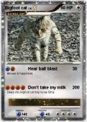 Bigfoot cat