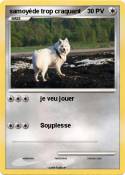samoyède trop