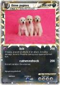 three pupies