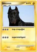 beauceron