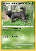 rottweiler-cocker