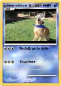 golden retrieve