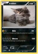 A kitten