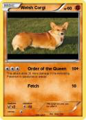 Welsh Corgi