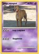 galgo espagnol