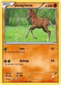young horse