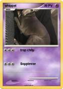 whippet