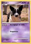 pit-bull ?