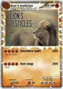 lion's testicle