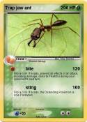 Trap jaw ant