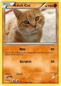 Adult Cat