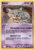 Bobcat
