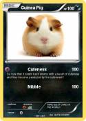 Guinea Pig