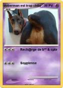 doberman est