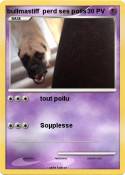 bullmastiff