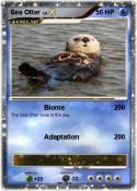 Sea Otter