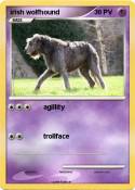 irish wolfhound