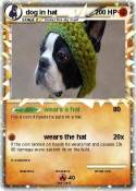 dog in hat