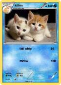 kitten