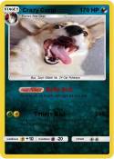 Crazy Corgi
