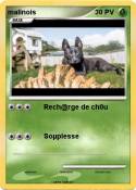 malinois