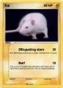 Rat