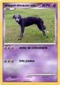 whippet-shnauze