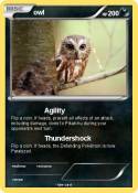 owl