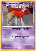 galgo espagnol