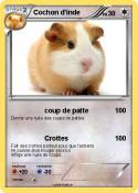 Cochon d'inde