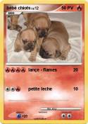 bébé chiots
