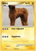 briard