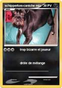 schipperkes-caniche