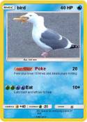 bird