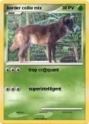 border collie