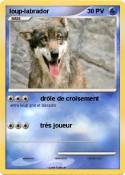 loup-labrador