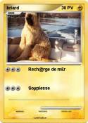 briard