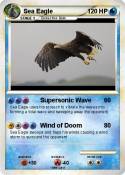 Sea Eagle
