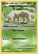 border collie