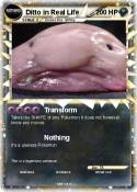 Ditto in Real