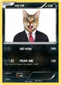 my cat