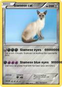 Siamese cat