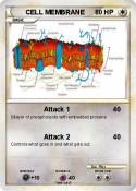 CELL MEMBRANE